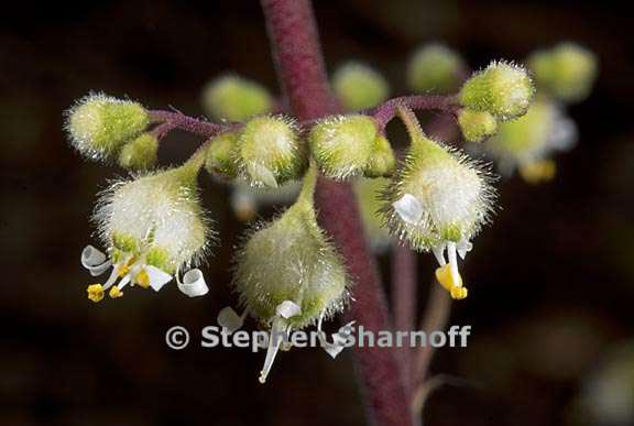 heuchera maxima graphic